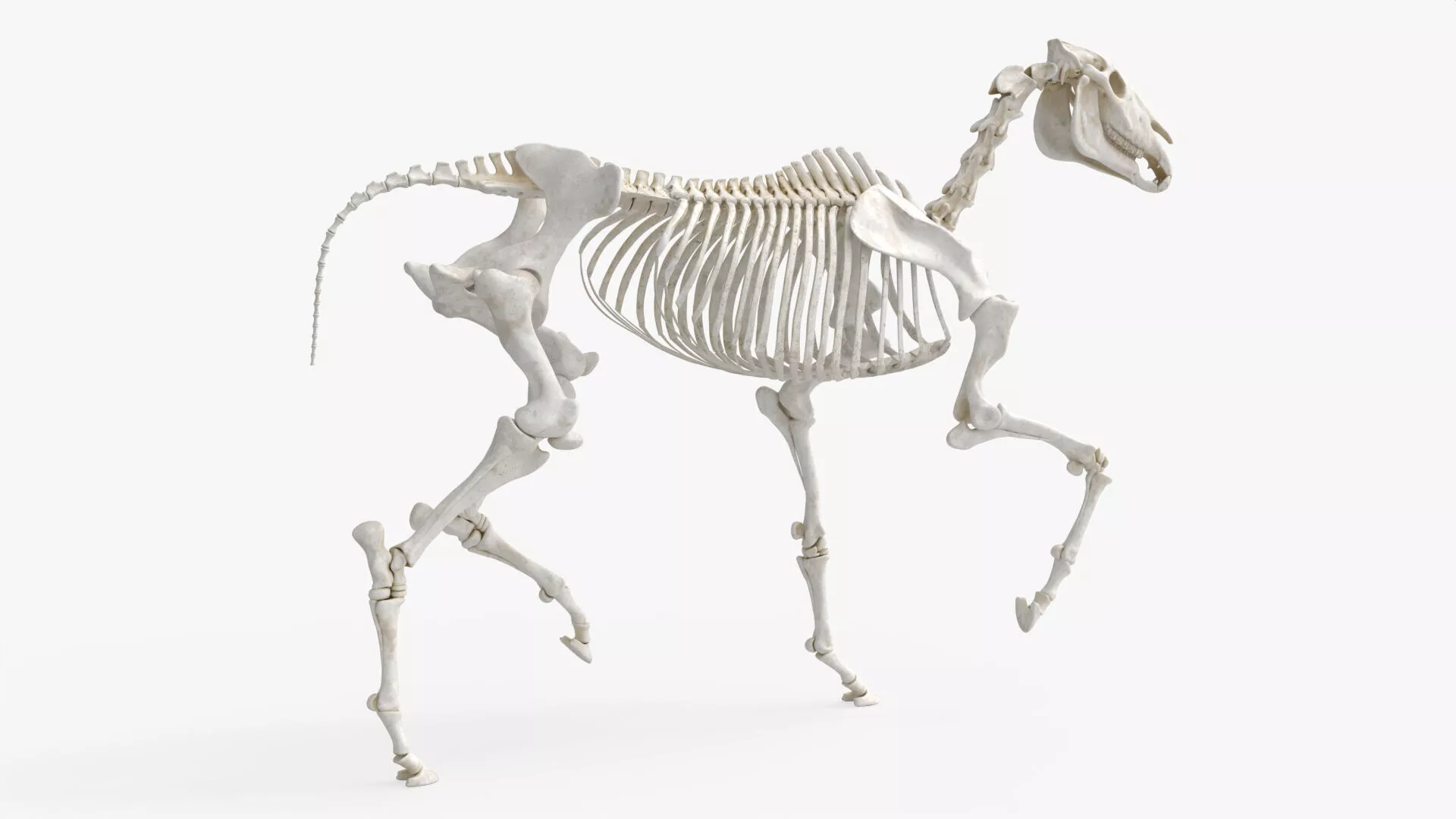 Horse Skeletal Anatomy Rigged For Blender 3D model