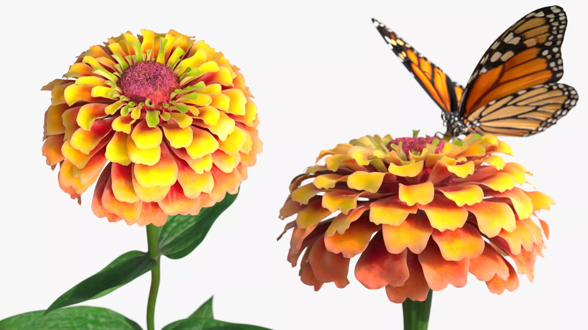 Zinnia Flower with Monarch Butterfly Orange Fur 3D model