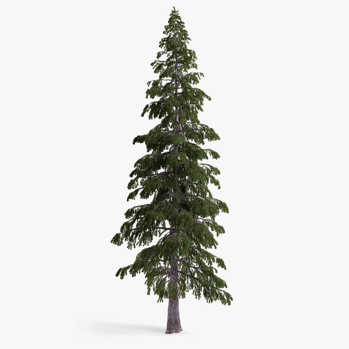 fir-tree