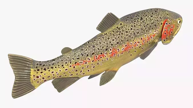 Brown Trout Fish Rigged For Blender 3D model 6