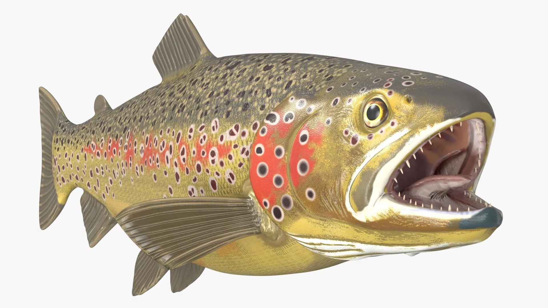 Brown Trout Fish Rigged For Blender 3D model