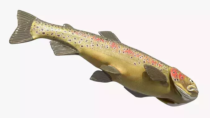 Brown Trout Fish Rigged For Blender 3D model 5