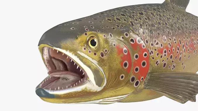 Brown Trout Fish Rigged For Blender 3D model 7