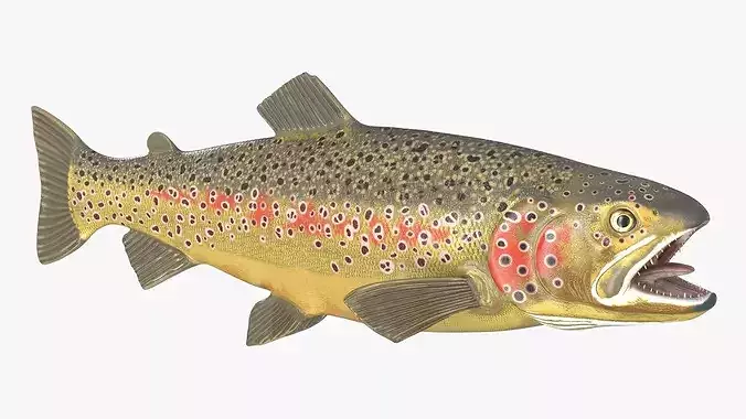 Brown Trout Fish Rigged For Blender 3D model 4