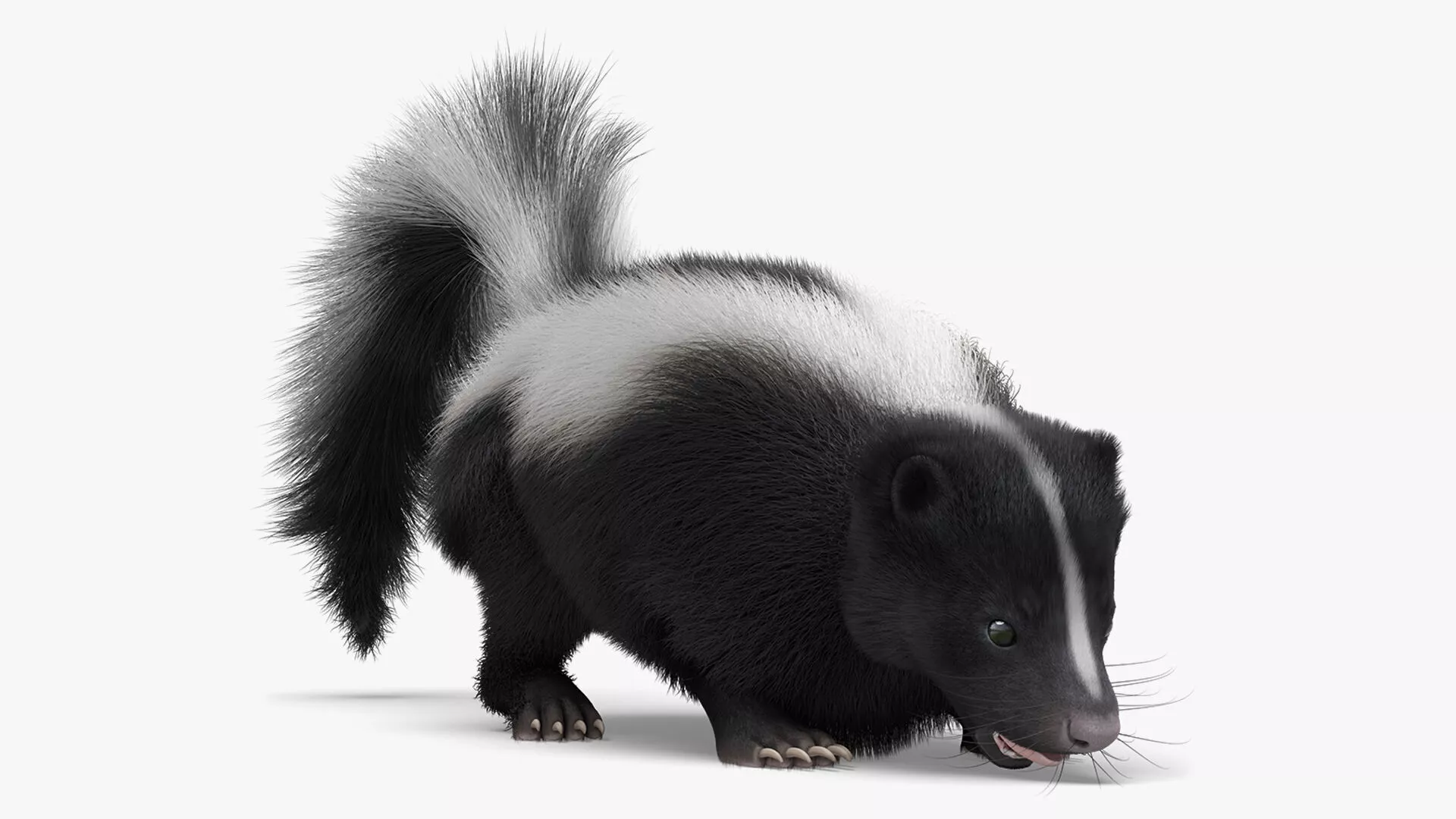 Wild Skunk Eating Fur Animated Rigged For Blender 3D model