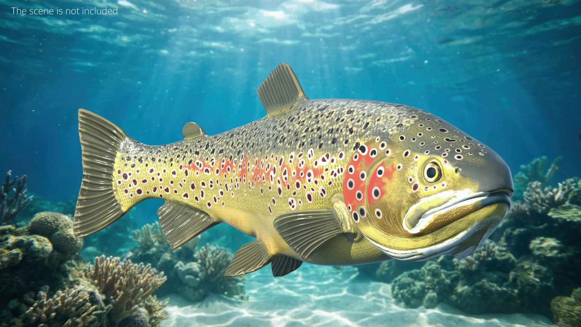 Swimming Brown Trout Fish Animated Rigged For Blender 3D model