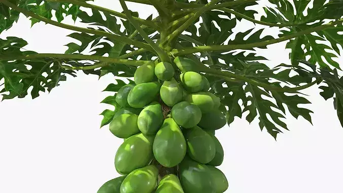 Papaya Tree with Unripe Fruit Cluster Green 3D model 6