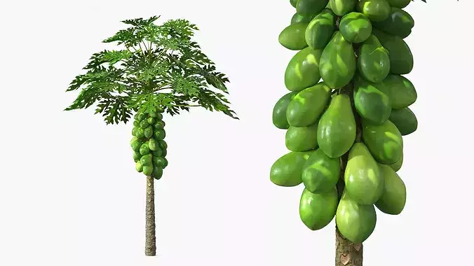 Papaya Tree with Unripe Fruit Cluster Green 3D model