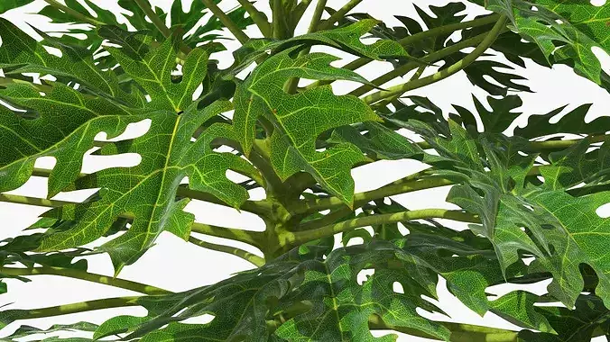 Papaya Tree with Unripe Fruit Cluster Green 3D model 5