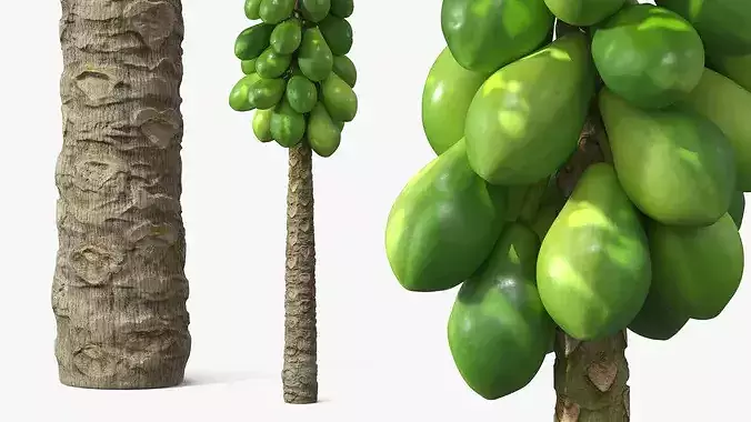 Papaya Tree with Unripe Fruit Cluster Green 3D model 3