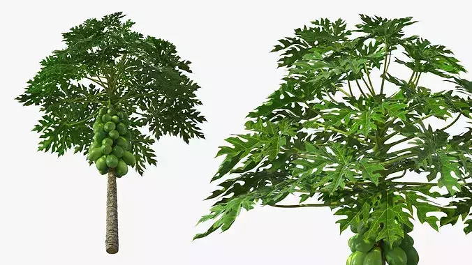 Papaya Tree with Unripe Fruit Cluster Green 3D model 4