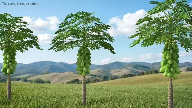 Papaya Tree with Unripe Fruit Cluster Green 3D model 2