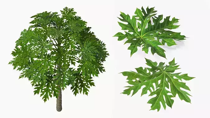 Papaya Tree with Ripening Fruit Cluster Green Orange 3D model 6