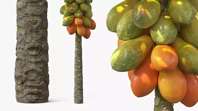 Papaya Tree with Ripening Fruit Cluster Green Orange 3D model 4