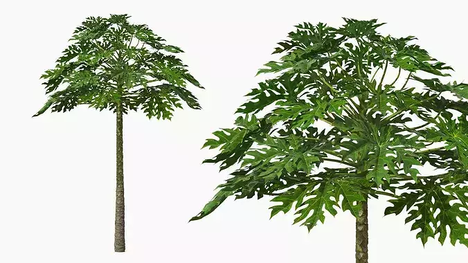 Papaya Tree with Ripening Fruit Cluster Green Orange 3D model 7