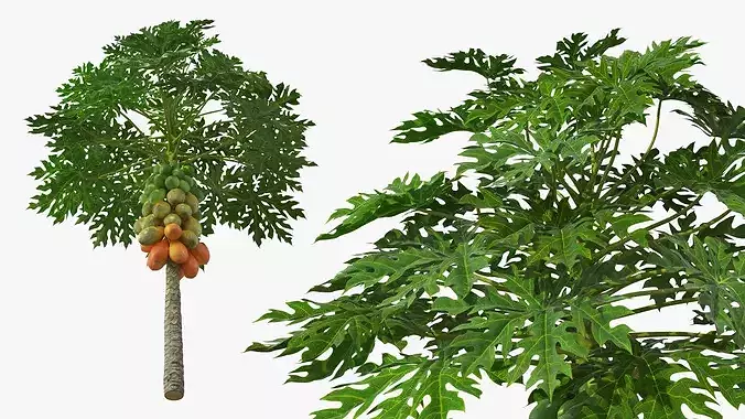 Papaya Tree with Ripening Fruit Cluster Green Orange 3D model 3
