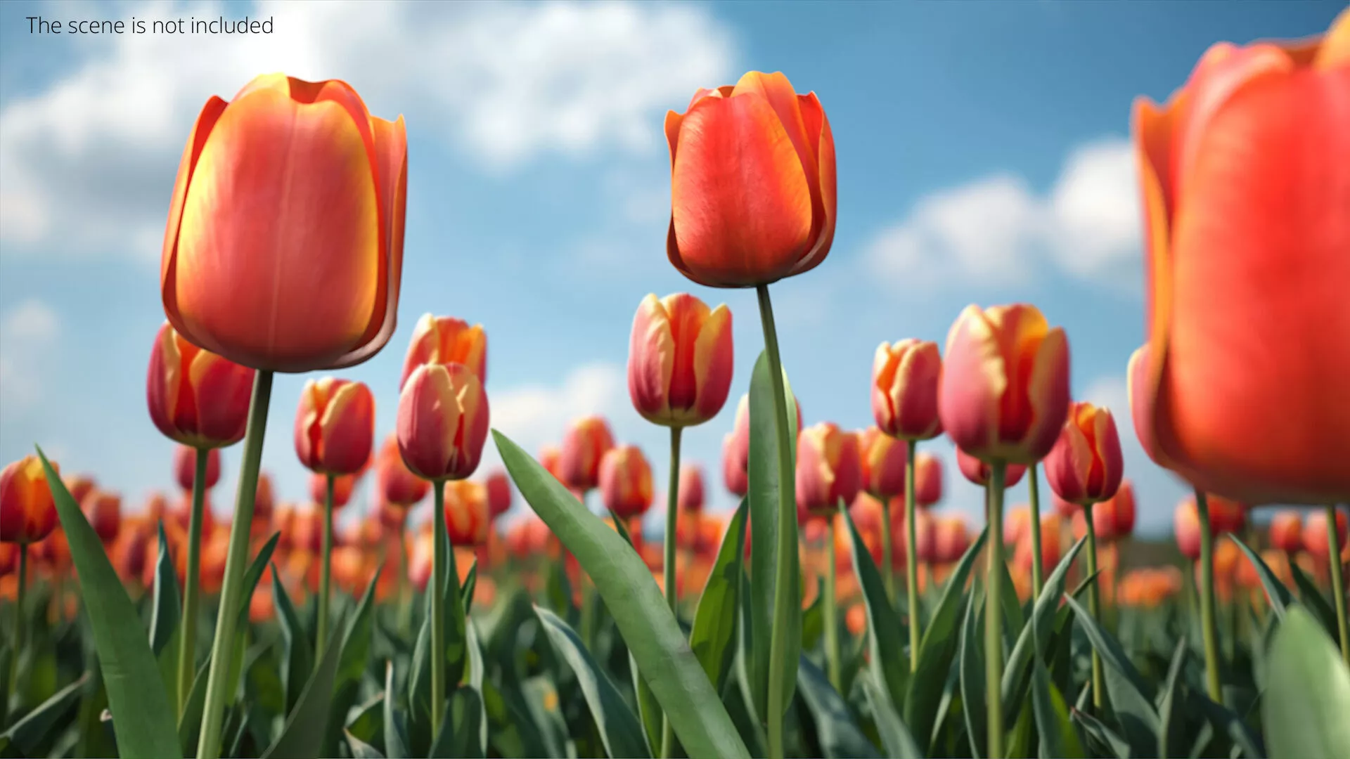 Red Tulip Flower Rigged For Maya 3D model