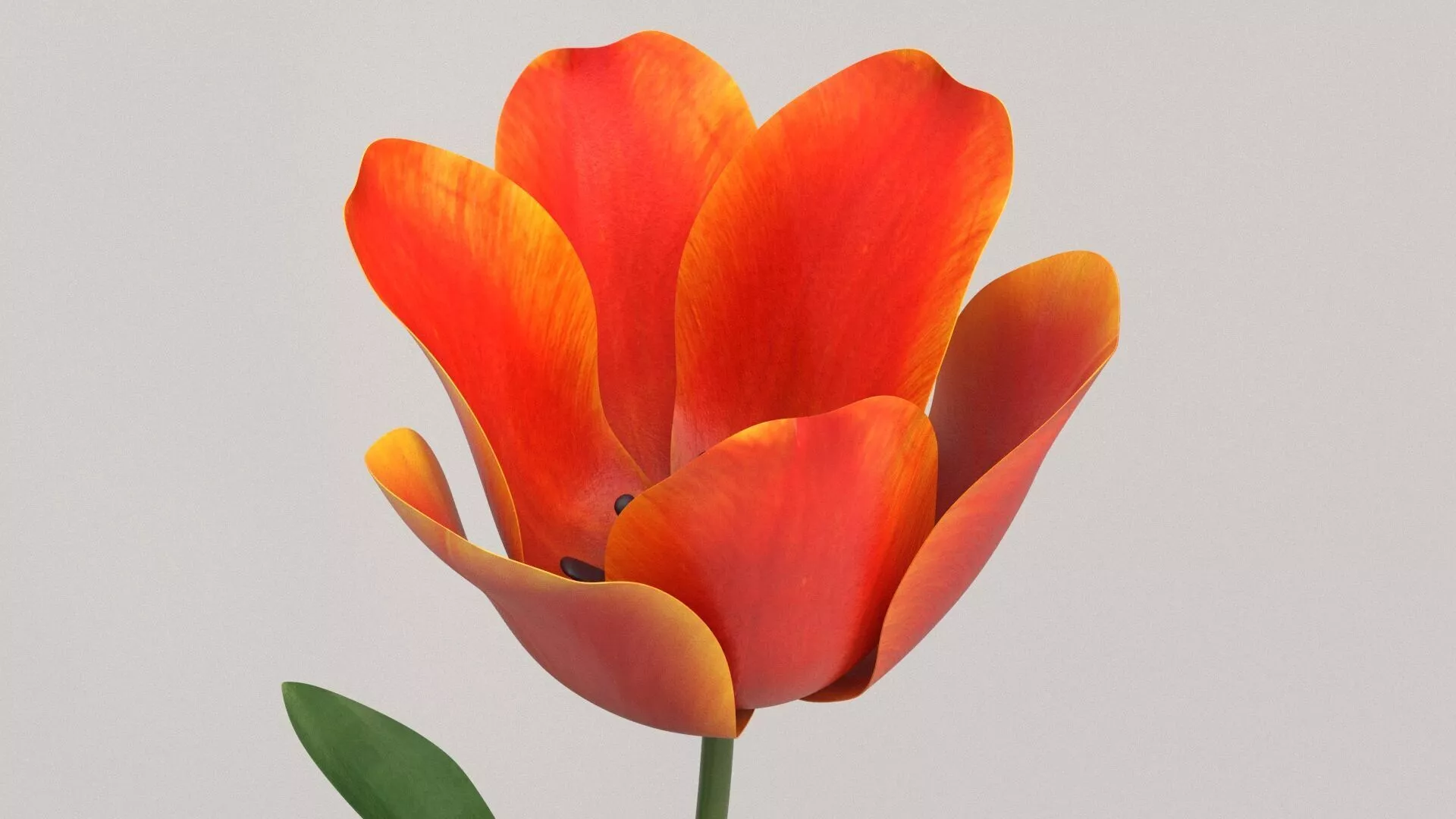 Red Tulip Flower Blooming Animated Rigged For Maya 3D model