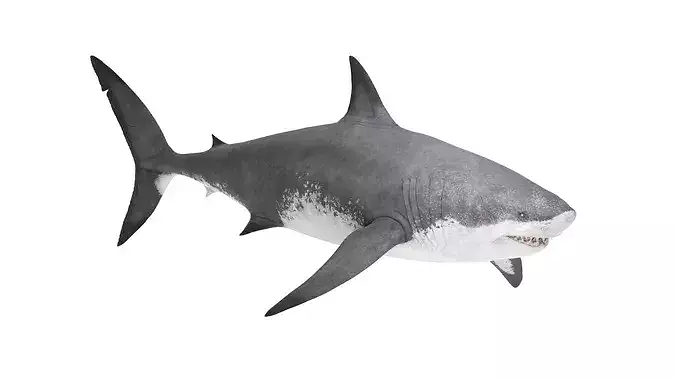 Realistic Megalodon Shark