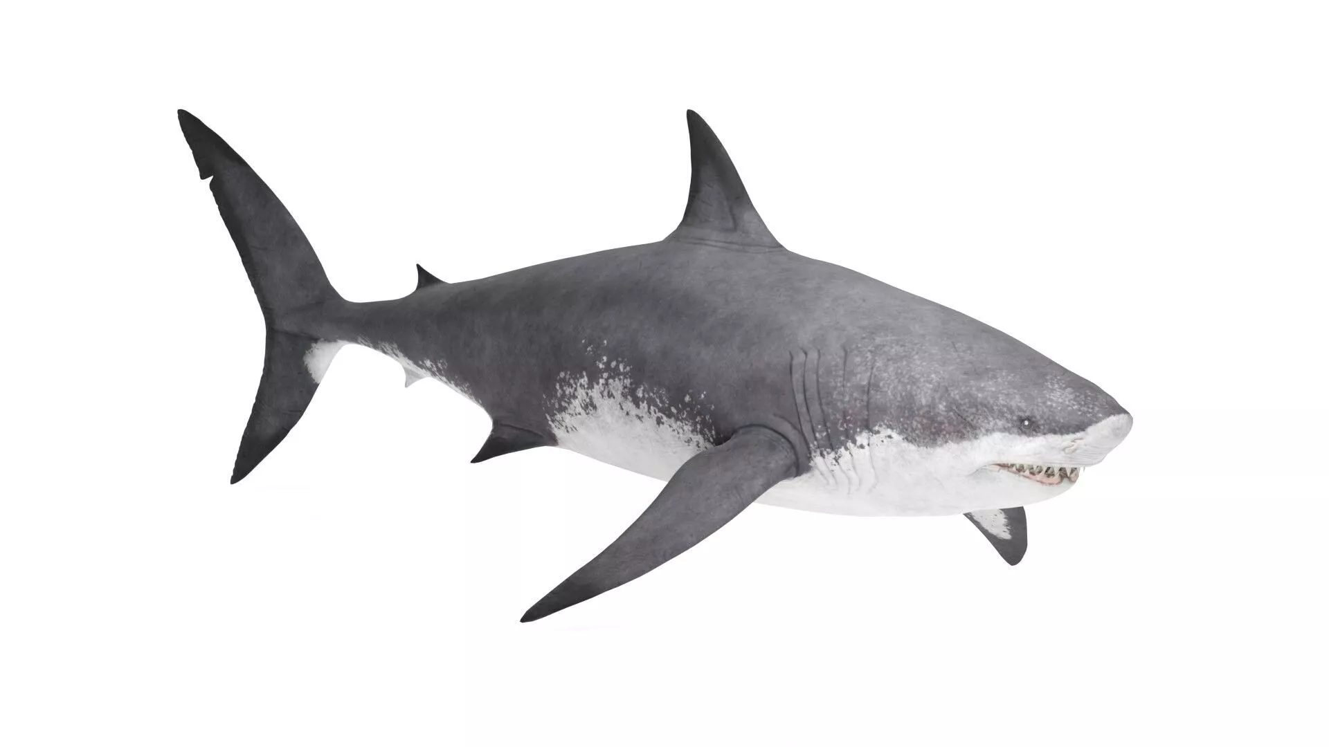 Realistic Megalodon Shark Low-poly 3D model