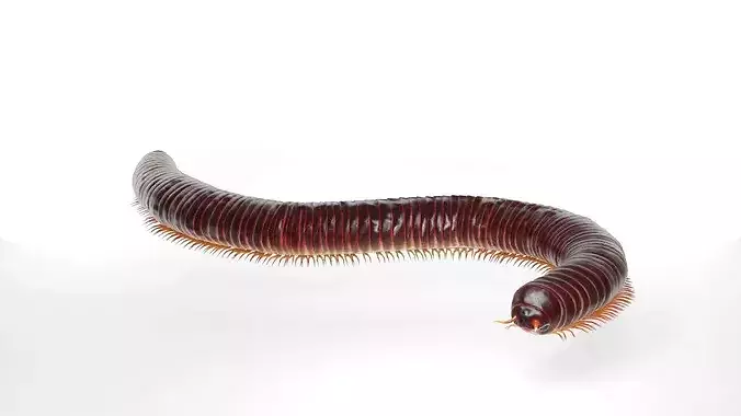 Detailed Arthropod Creature Realistic Millipede