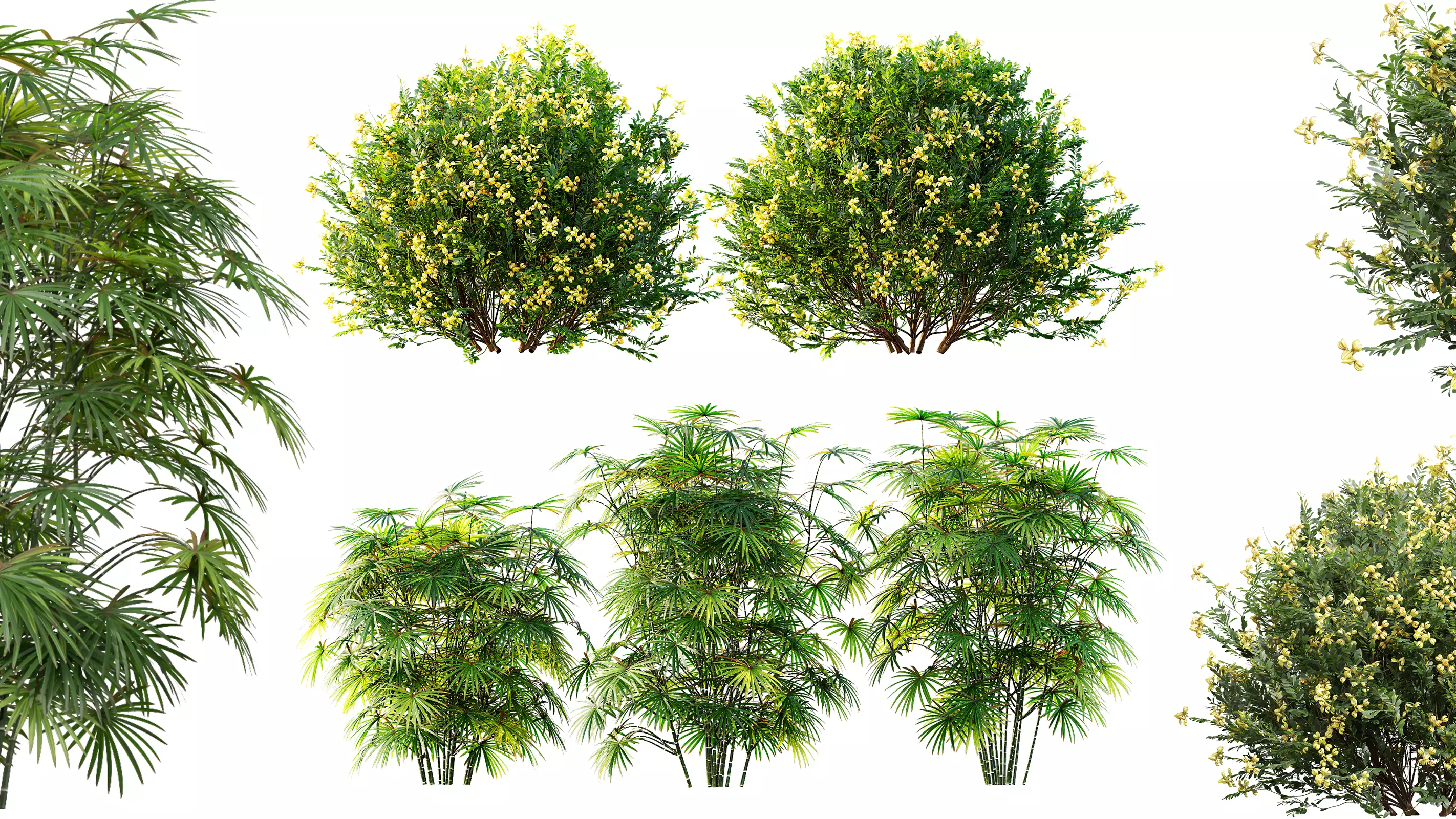 AV Coronilla Valentina Glauca Rhapis Excelsa bushes 3D model