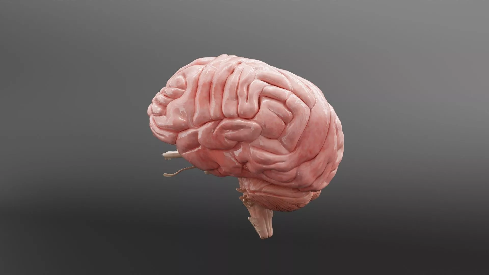 High Precision Human Brain Anatomy 3D Mode Low-poly 3D model