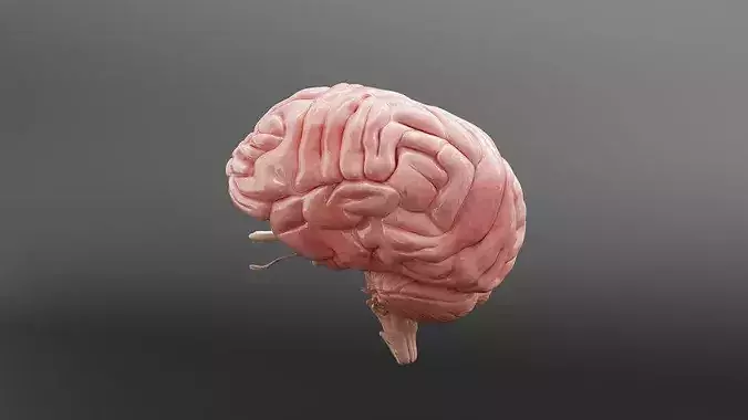 human brain cerebellum brainstem pituitary gland 3D model | CGTrader