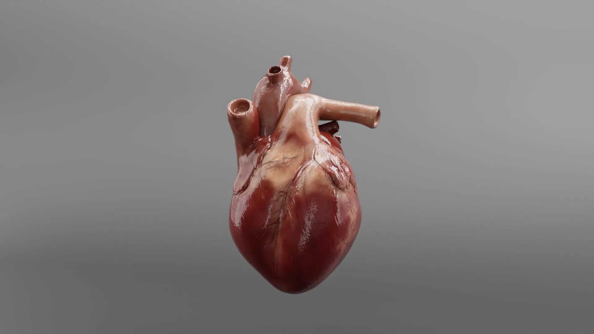 Medical Grade Human Heart Anatomy 3D Model blender Low-poly 3D model