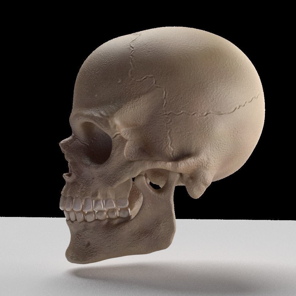 Skull human 3D model_1