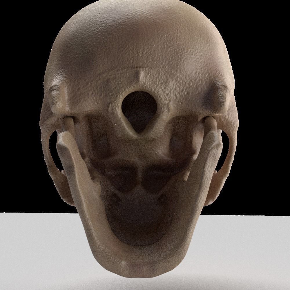 Skull human 3D model_2