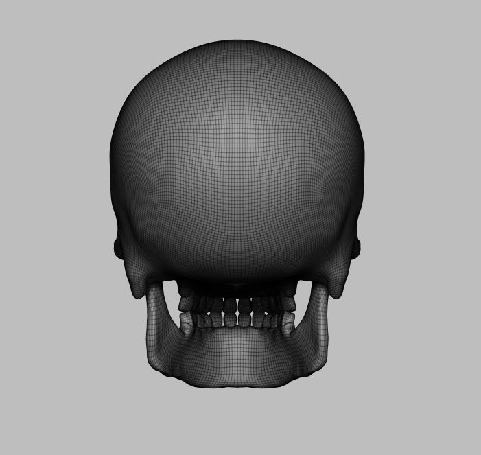 Skull human 3D model_4