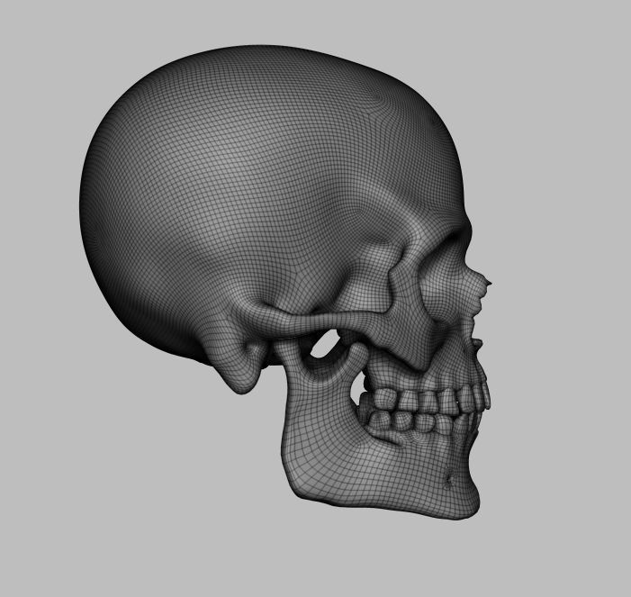 Skull human 3D model_5