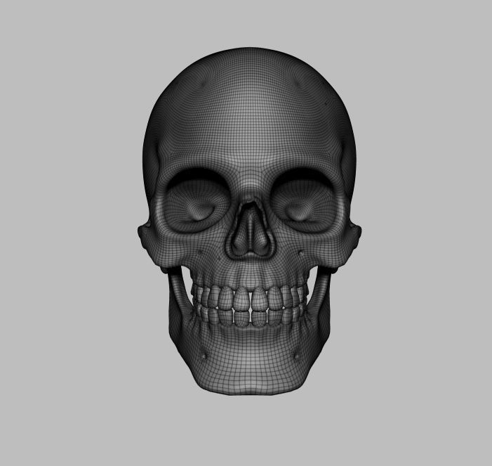 Skull human 3D model_3