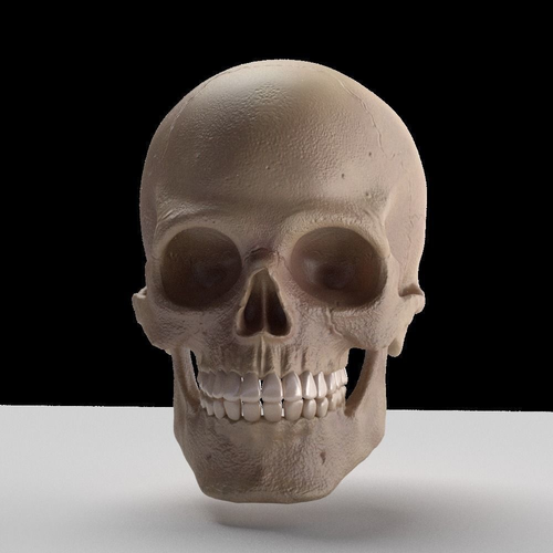 Skull human 3D model