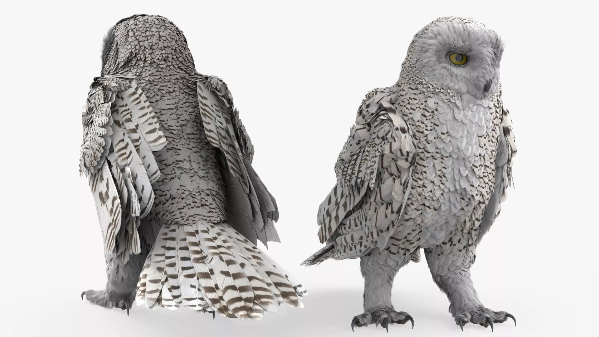 Wild Snowy Owl Idle Animated Rigged For Blender 3D model