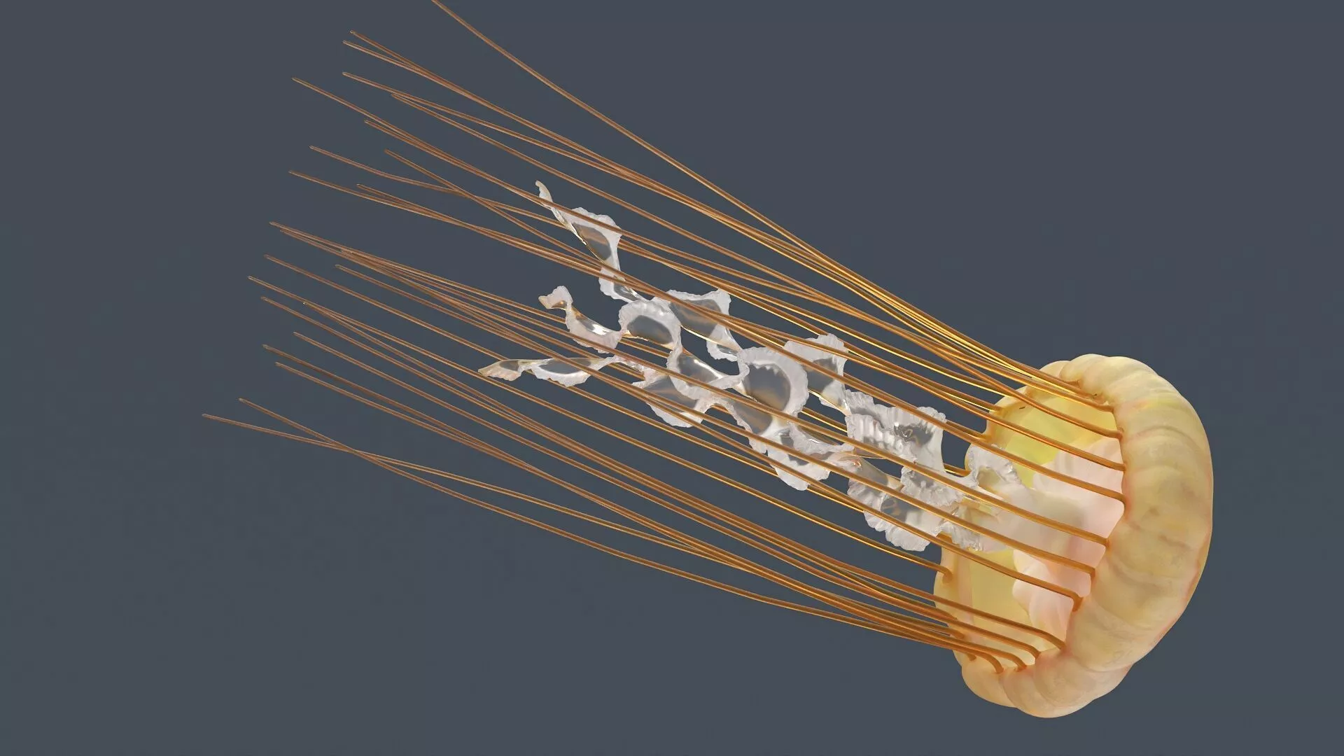 Chrysaora Fuscescens Jellyfish Rigged For Maya 3D model