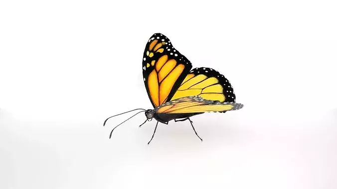 Realistic Monarch Butterfly Wildlife Insect 
