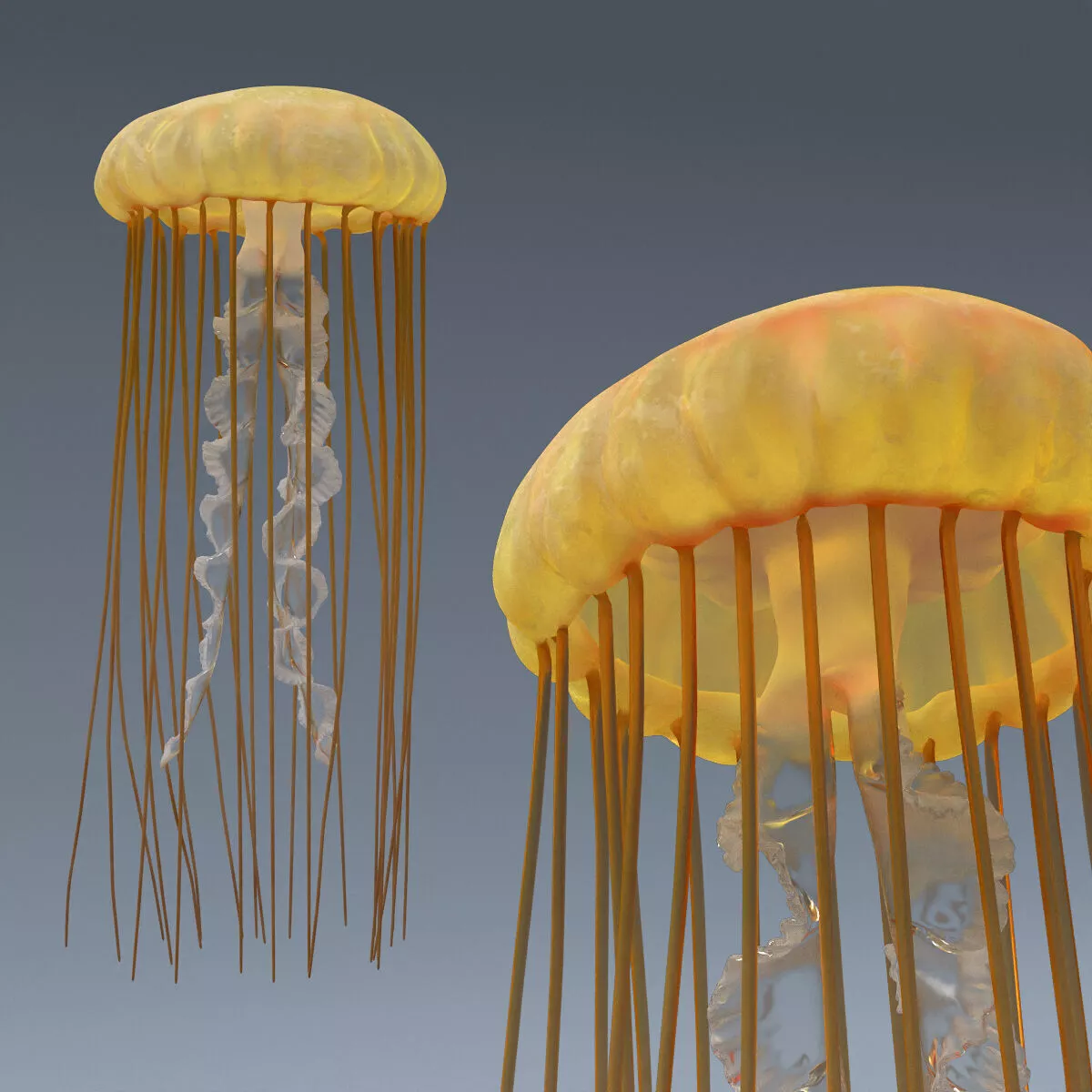 Chrysaora Fuscescens Jellyfish Arc Swim Animated Rigged For Maya 3D model