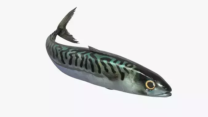Realistic Mackerel Rigged For Blender Low-poly 3D model 5