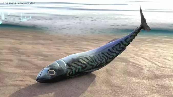 Realistic Mackerel Rigged For Blender Low-poly 3D model 3