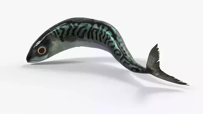 Realistic Mackerel Rigged For Blender Low-poly 3D model