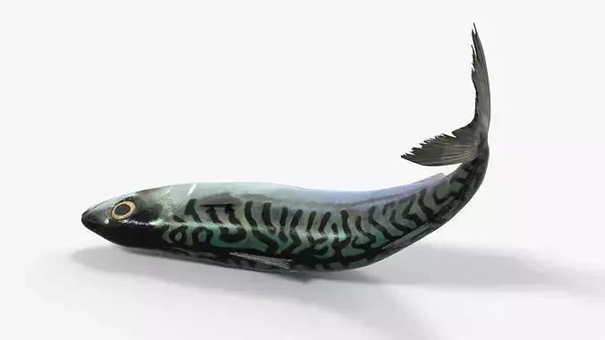 Fish Mackerel Idle on Land Animated Rigged For Blender 3D model 7