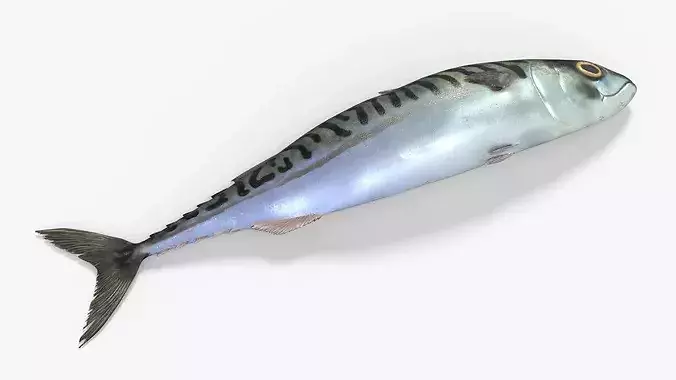 Fish Mackerel Idle on Land Animated Rigged For Blender 3D model 5
