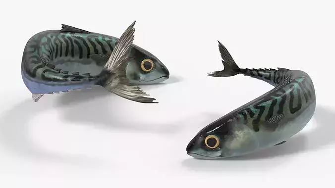Fish Mackerel Idle on Land Animated Rigged For Blender 3D model 3