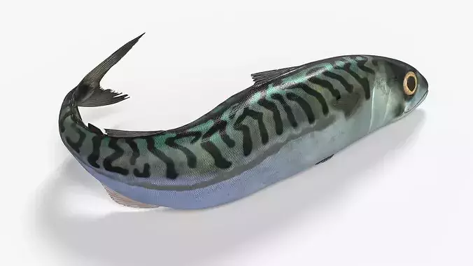 Fish Mackerel Idle on Land Animated Rigged For Blender 3D model 6