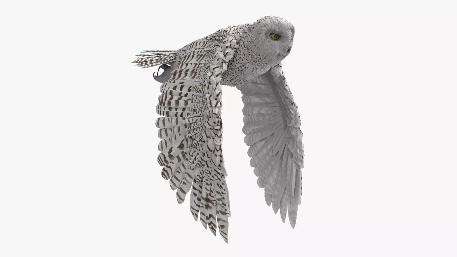 Northern Snowy Owl Landing Animated Rigged For Blender 3D model