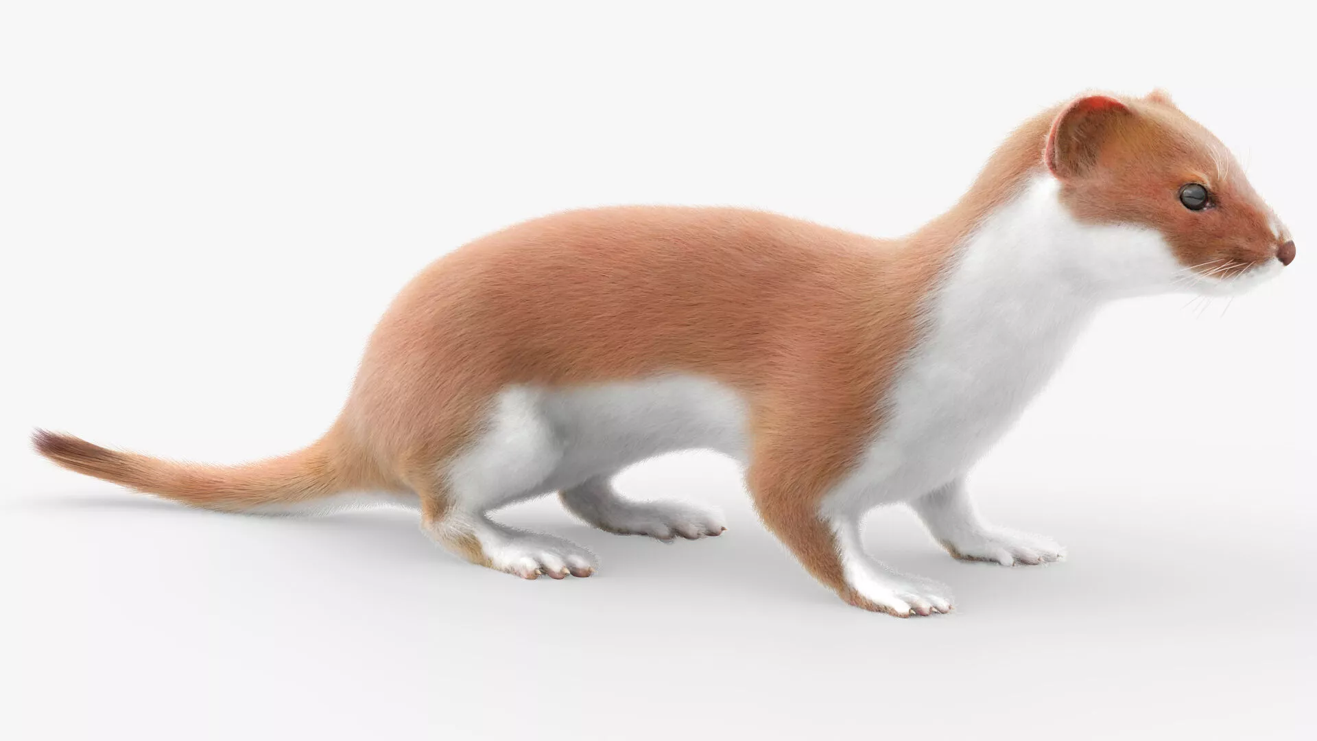 Agile Ermine Animated Fur Rigged For Blender 3D model