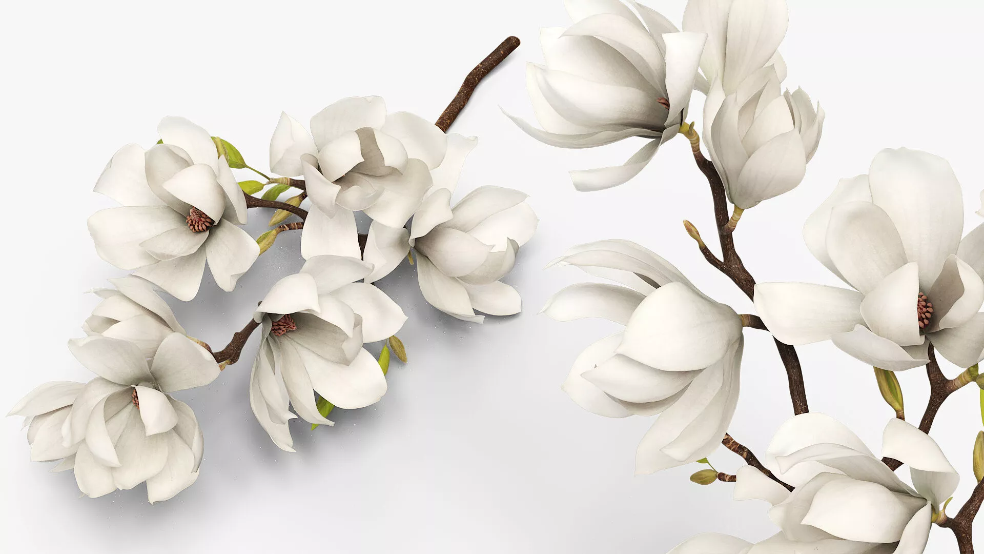Magnolia Flowering Branch with Buds White Fur 3D model