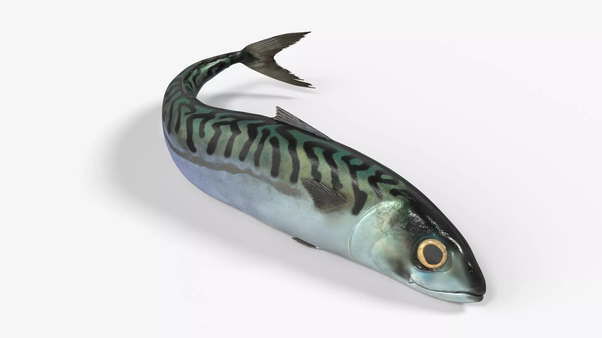 Atlantic Mackerel Fish Rigged For Blender Animated Set Low-poly 3D model